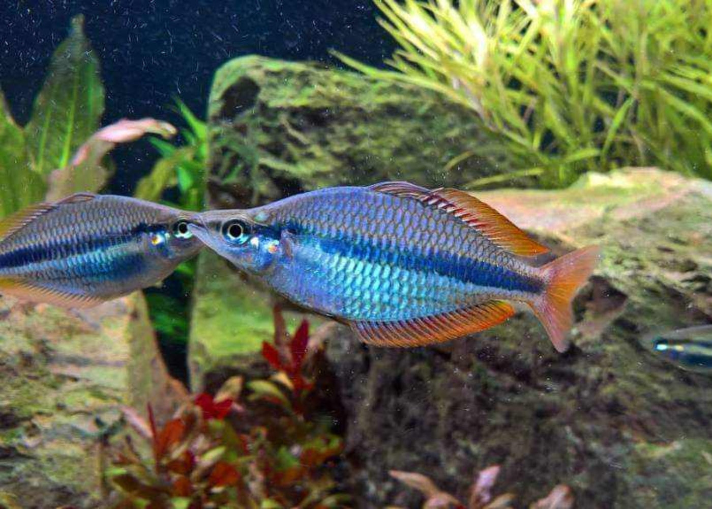 Banded Rainbowfish - Wonga Creek