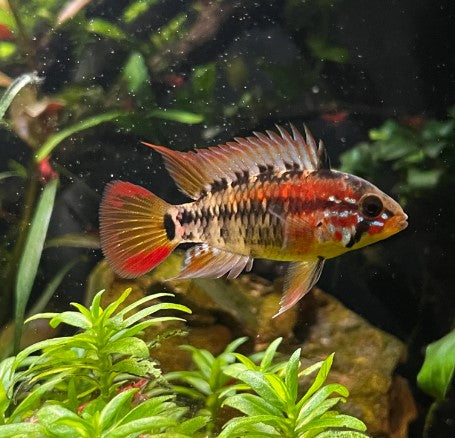 Apistogramma Macmasteri Super Red