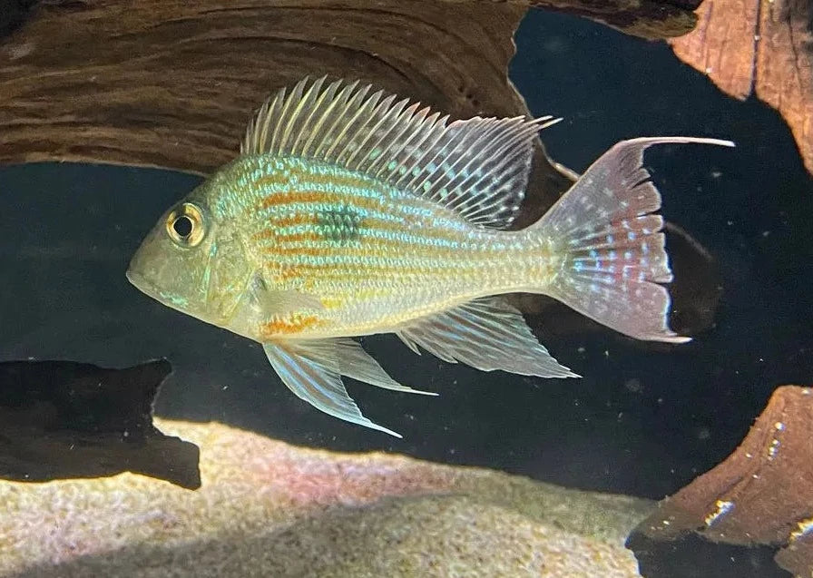 Geophagus Sveni
