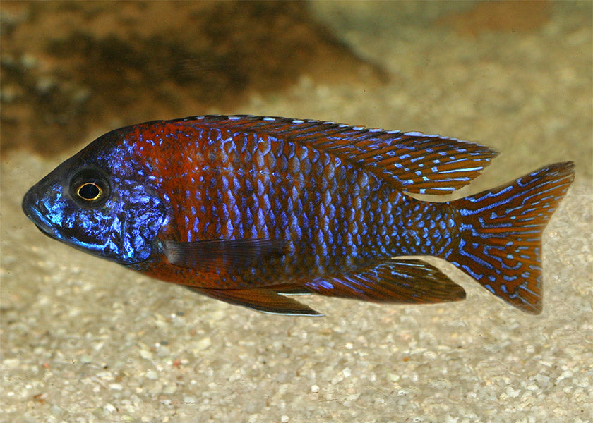 Peacock Cichlid - Red