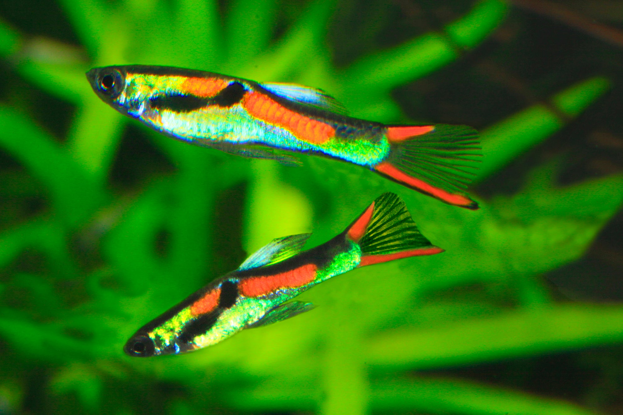 Guppy Endlers 2