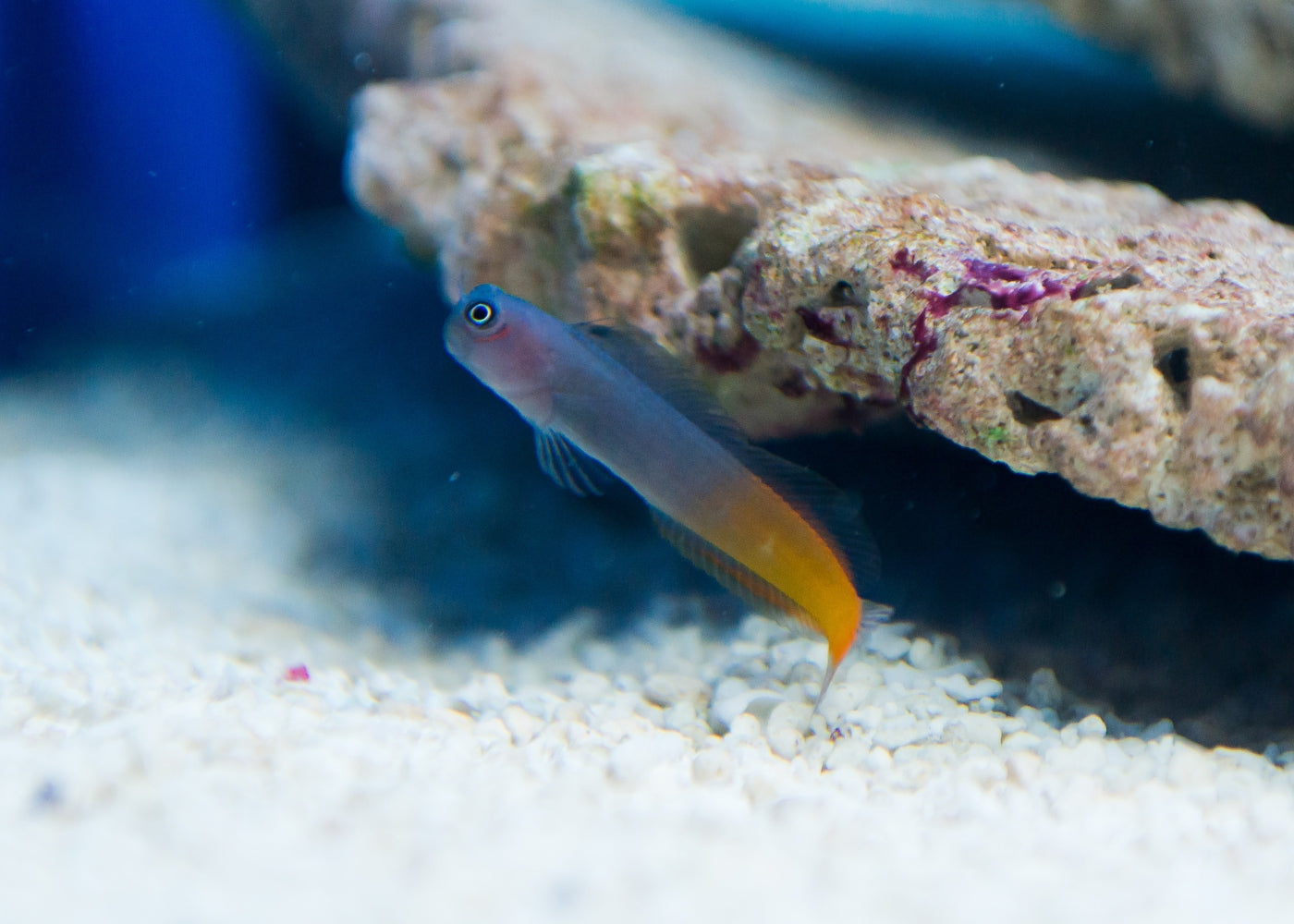 Blenny - Bicolour