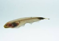 Knife Fish - Gold Ghost