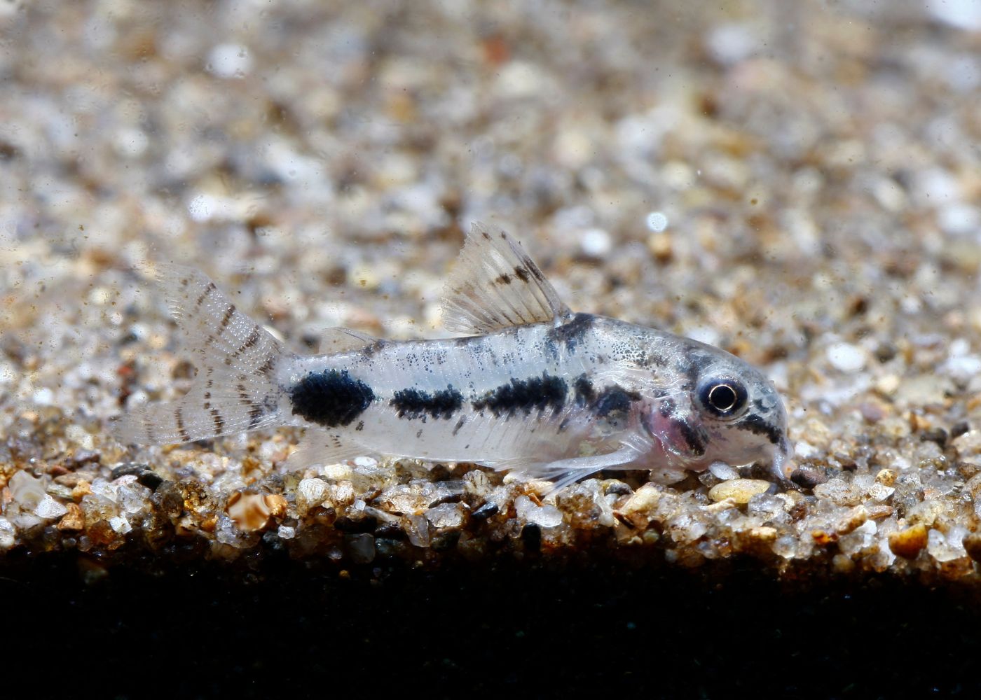 Corydoras - Habrosus