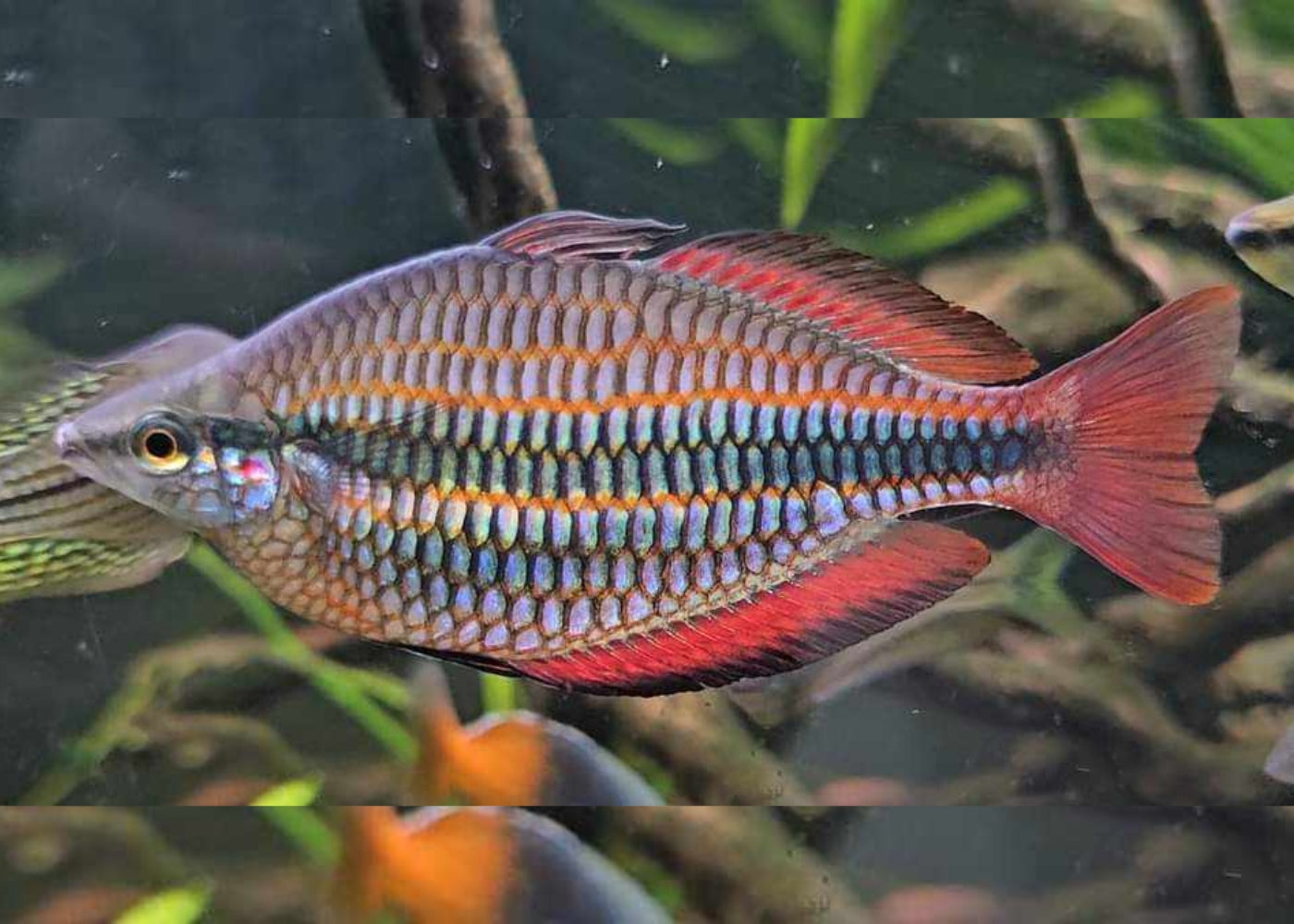 Banded Rainbowfish - Goyder River