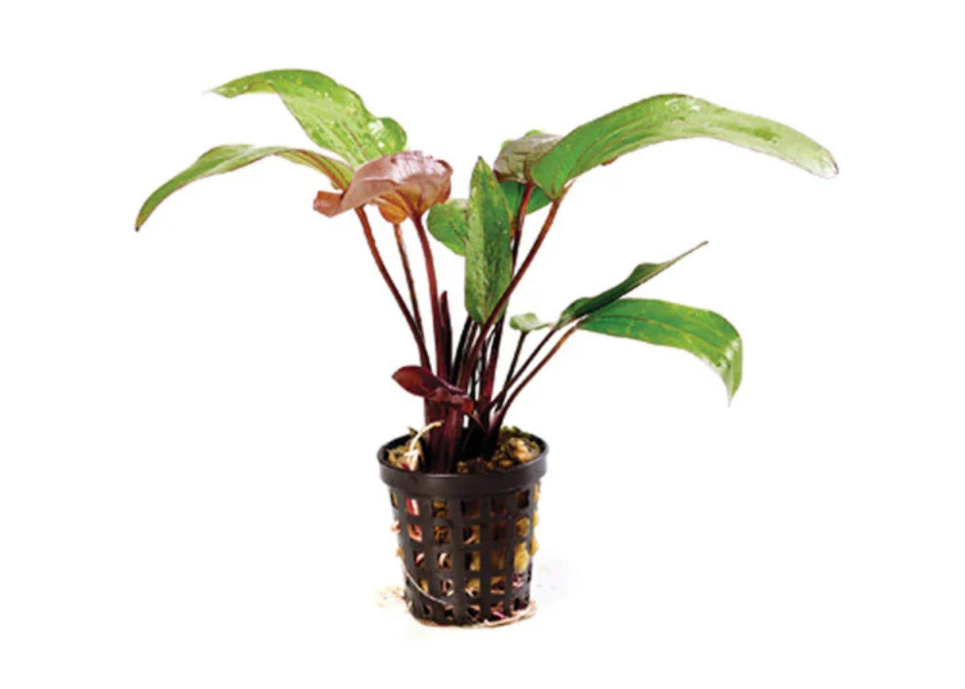 Echinodorus Red Devil in Mesh Pot