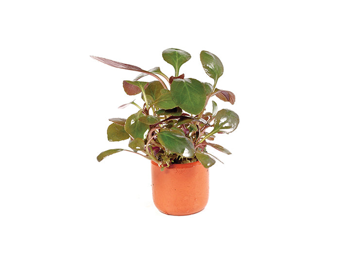 Lobelia Cardinalis in Mesh Pot