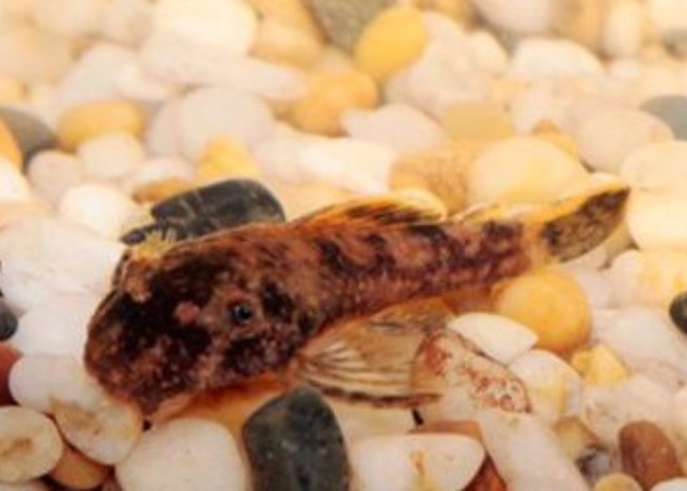 Bristlenose Catfish - Marble