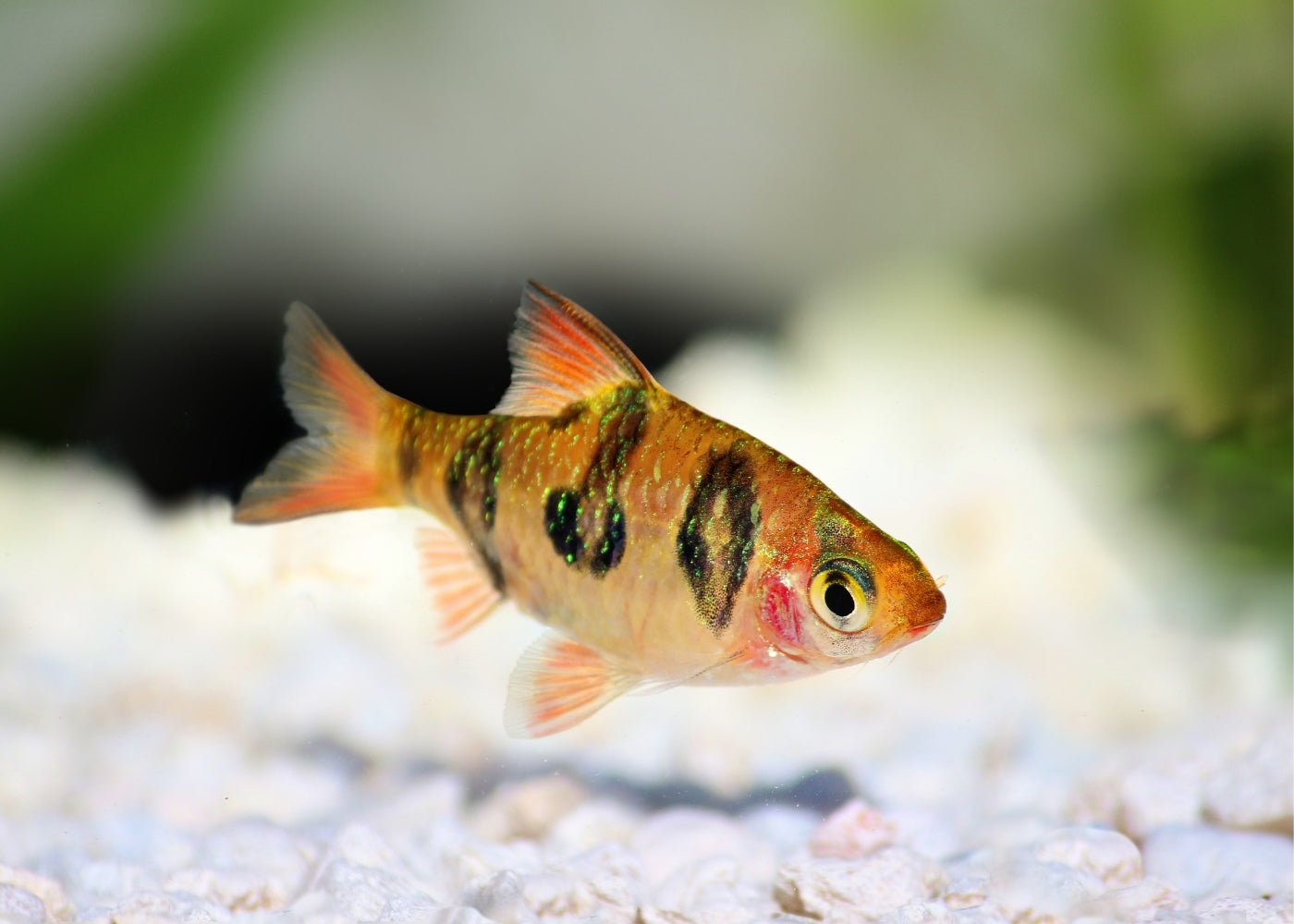 Orange Buffalo Barb 2