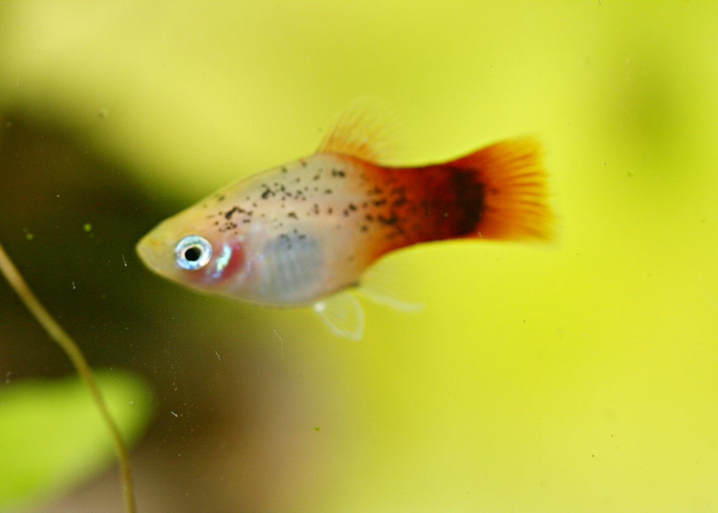 Assorted Platy 3