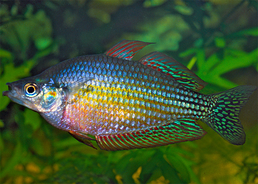 Checkered Rainbowfish - Mary River