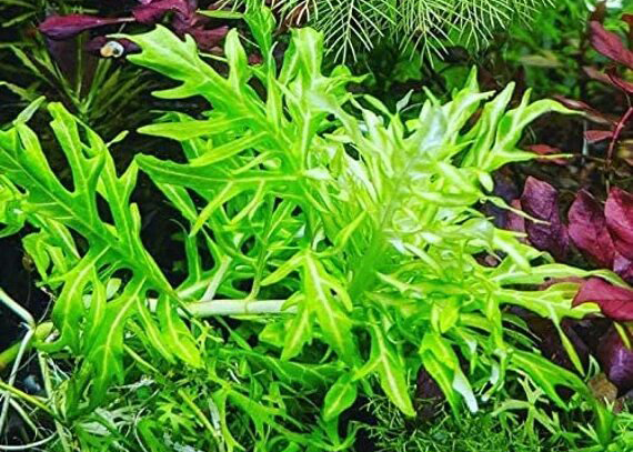 Varigated Hygrophila