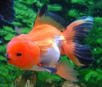 Oranda Tricolour