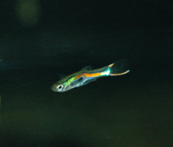 Endler Guppy Pair