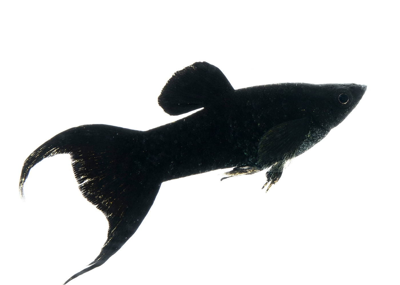 Molly Lyretail Black