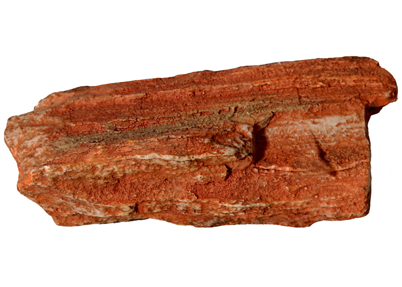 Aqua One Petrified Wood Ornament