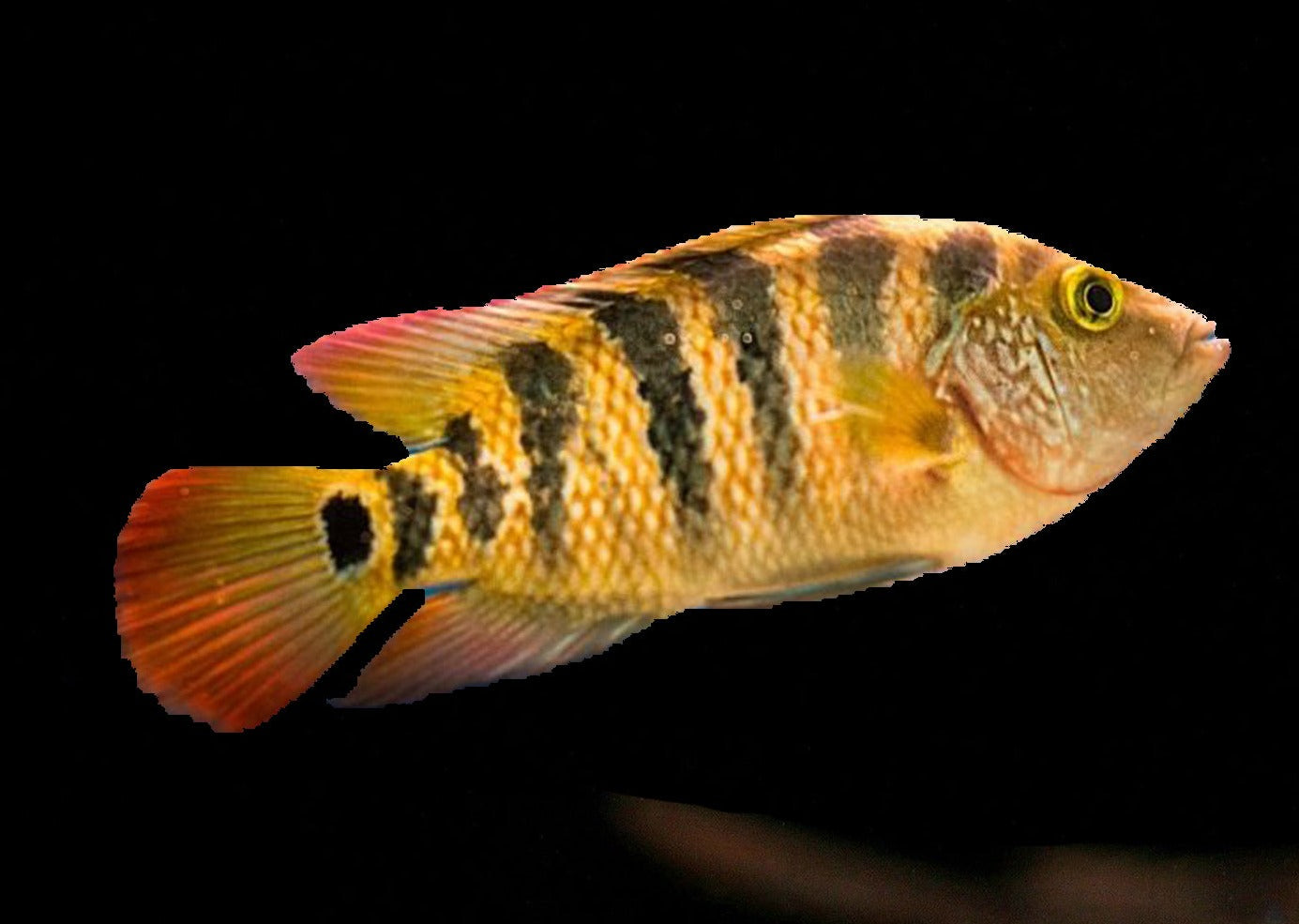 Red Terror - Festae 2