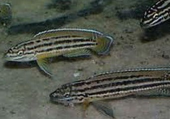 Julidochromis Regani Zambia Gold