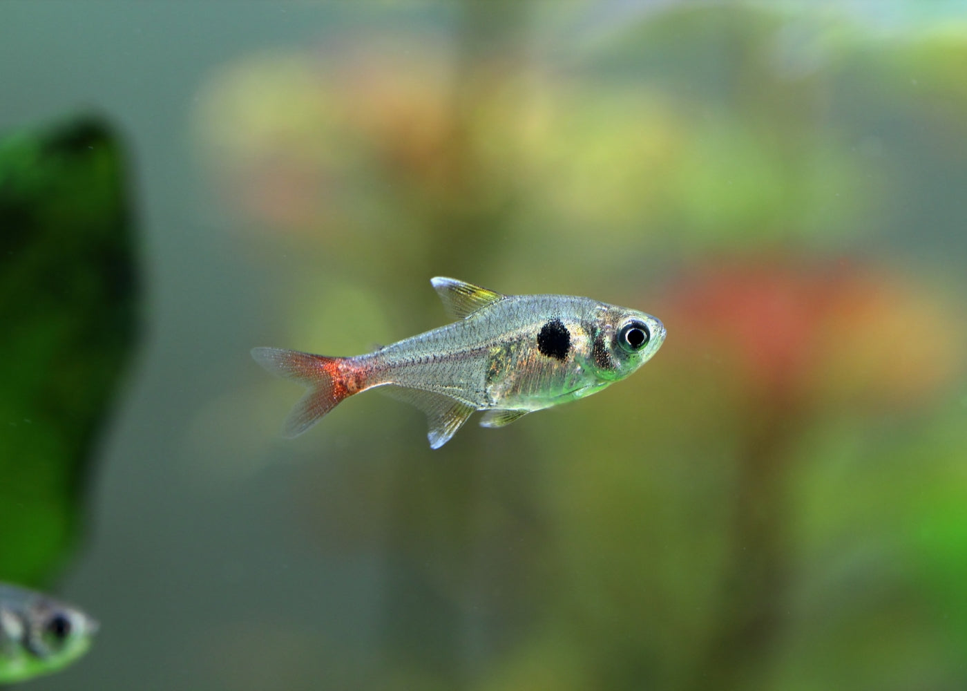 Phantom Tetra - Yellow Special (6 for $25)