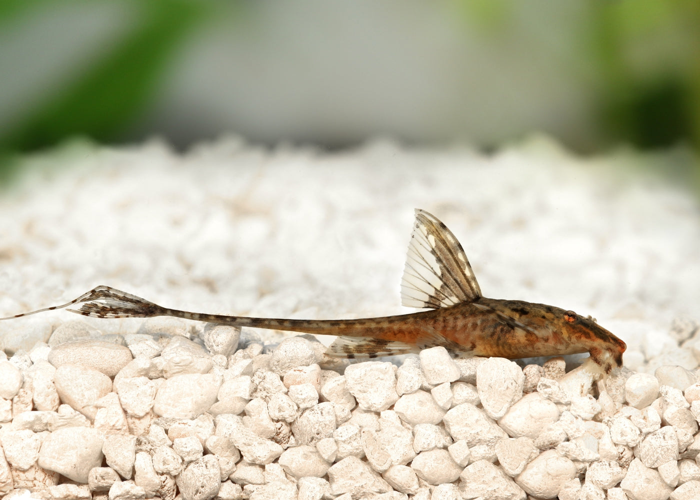 Whiptail Catfish 2