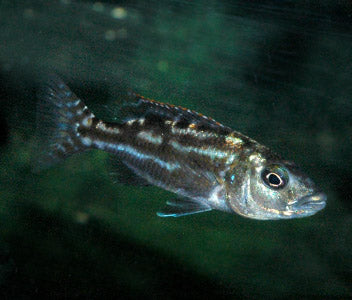 Nimbochromis Fuscotaeniatus