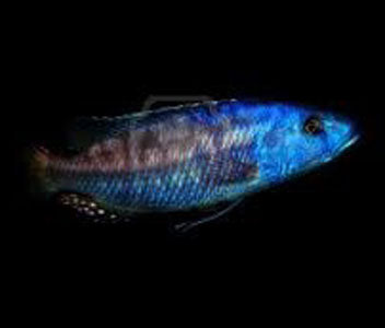 Nimbochromis Fuscotaeniatus 2