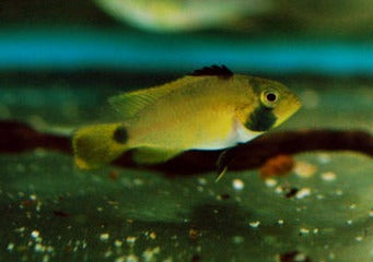Apistogramma Nijsseni