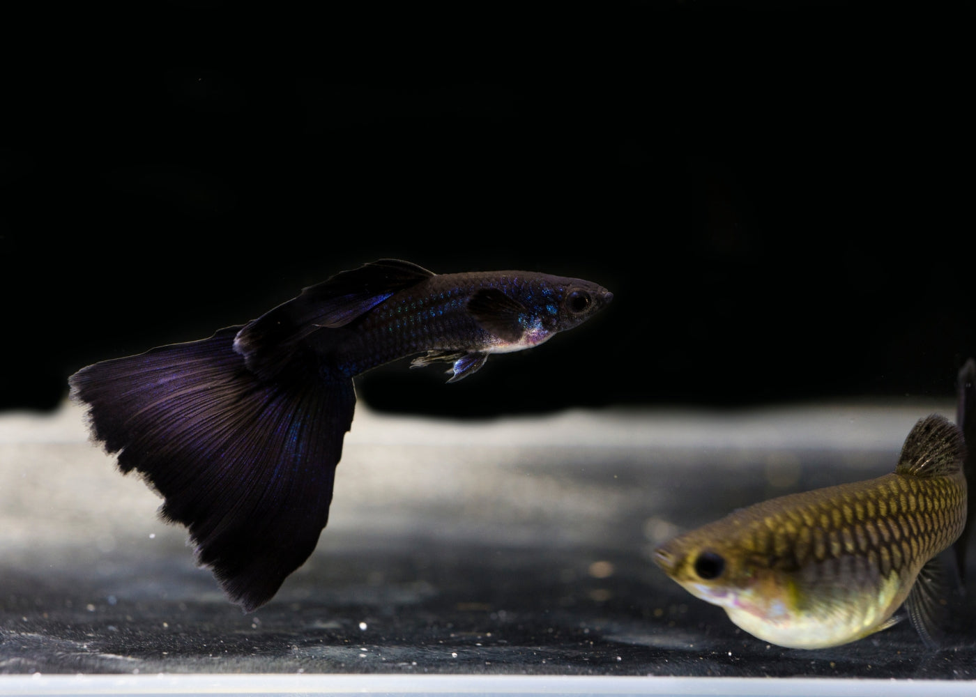 Guppy - Black Moscow (Male)