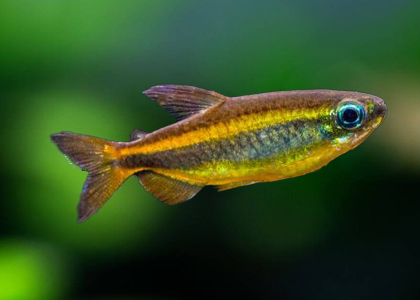 Brown Congo Tetra - Phenacogrammus aurantiacus