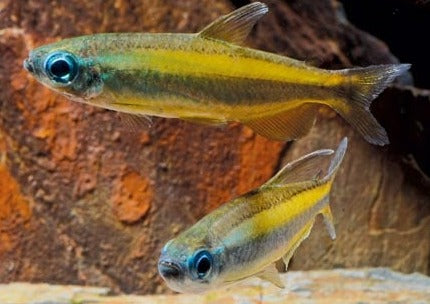 Brown Congo Tetra - Phenacogrammus aurantiacus 2