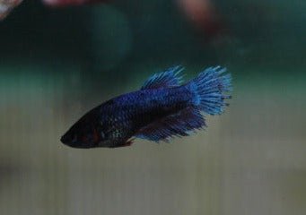 Fighter Female Crowntail