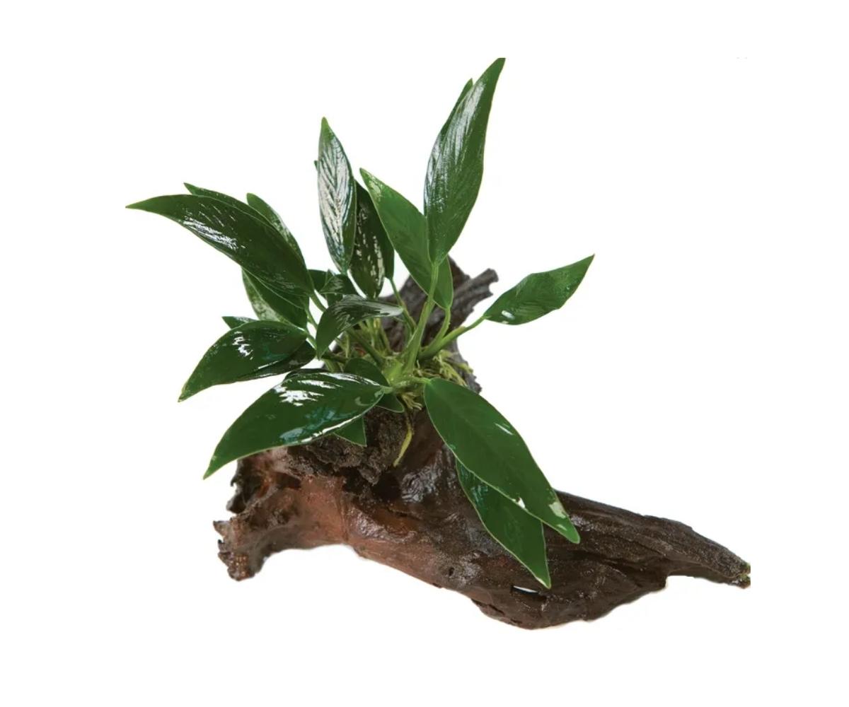 Anubias Afzelli Driftwood Creation