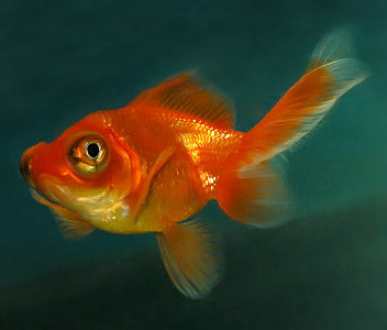 Butterfly Tail Red Medium