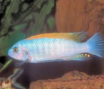 Labeotropheus Trewavasae