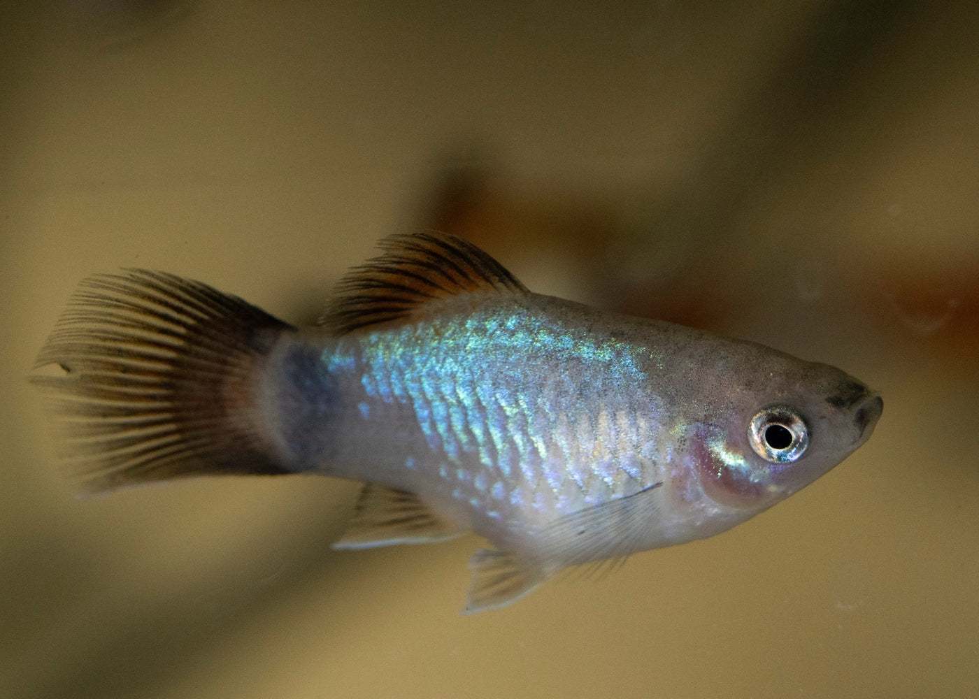 Platy Blue