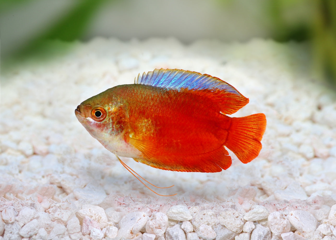 Dwarf Gourami - Assorted 2