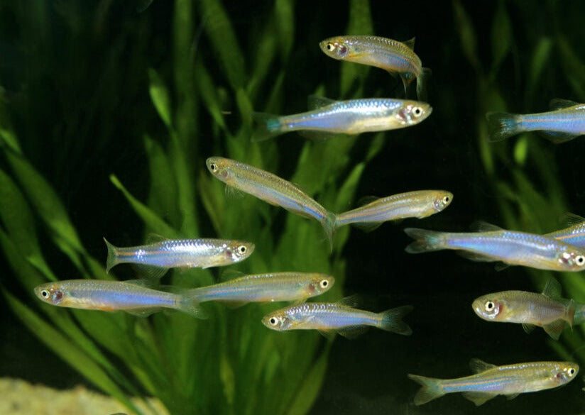 Pearl Danio 2