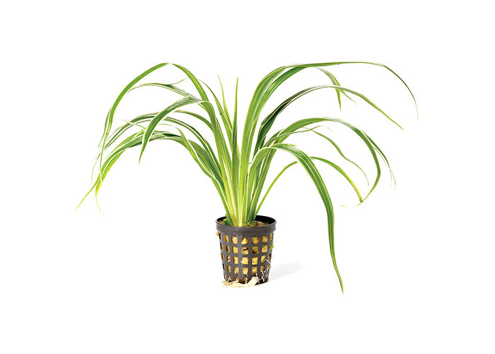 Chlorophytum in Mesh Pot