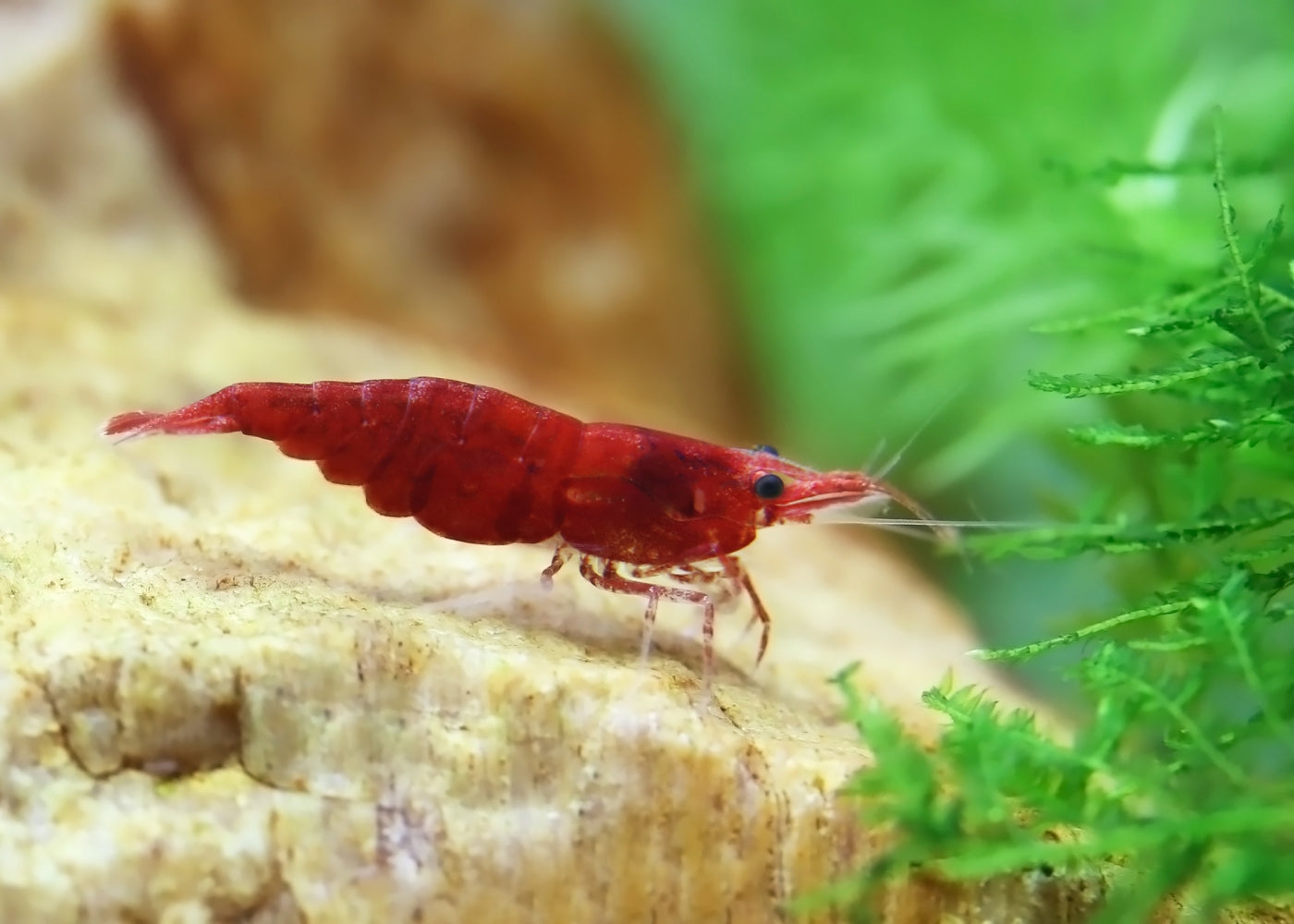 Cherry Shrimp - Red