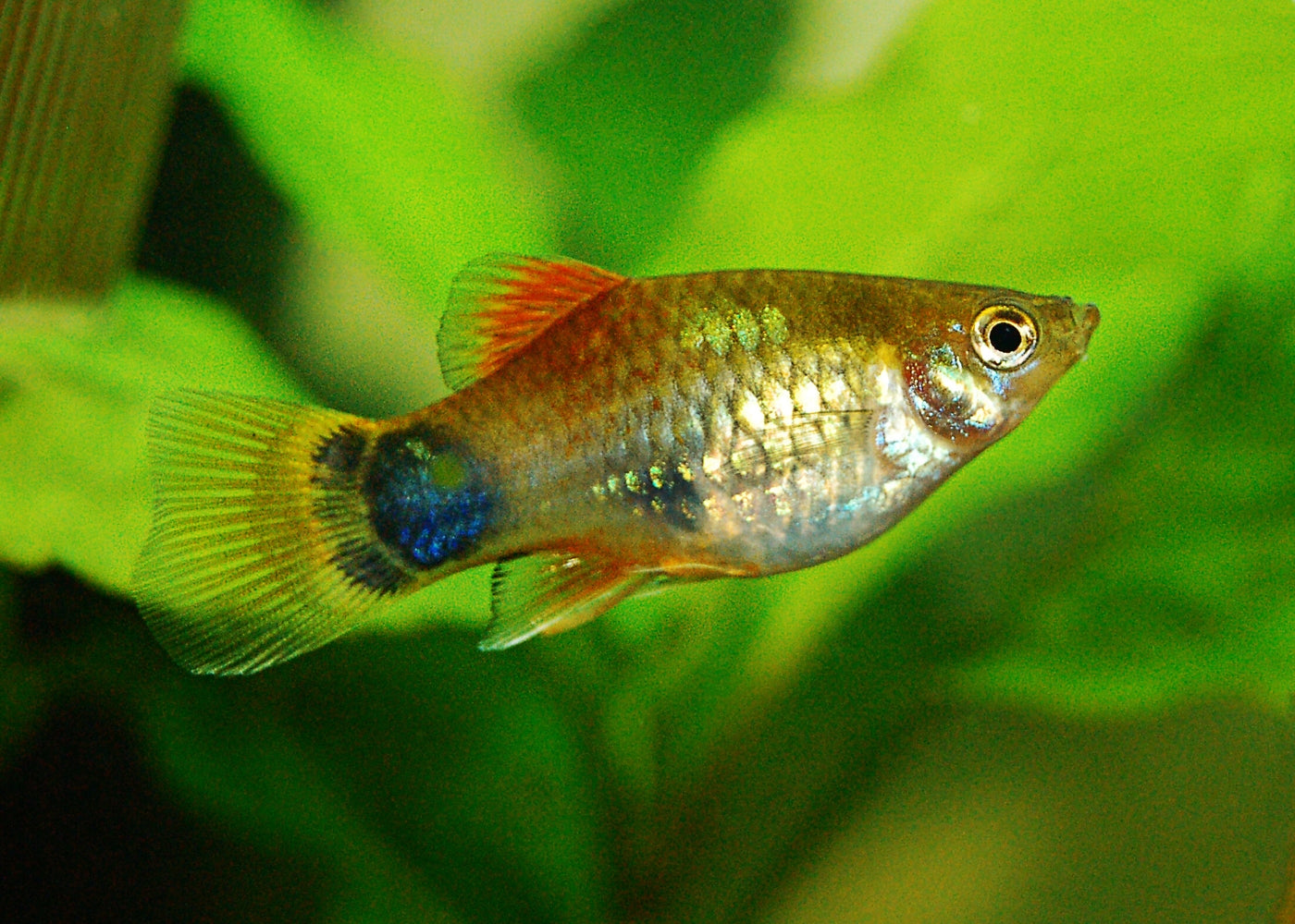 Platy - Assorted 2