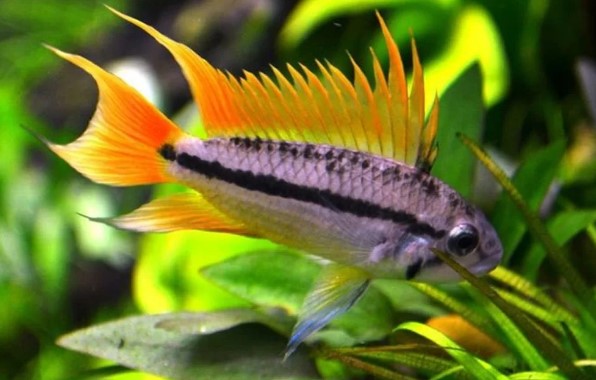Apistogramma Cacatuoides Orange