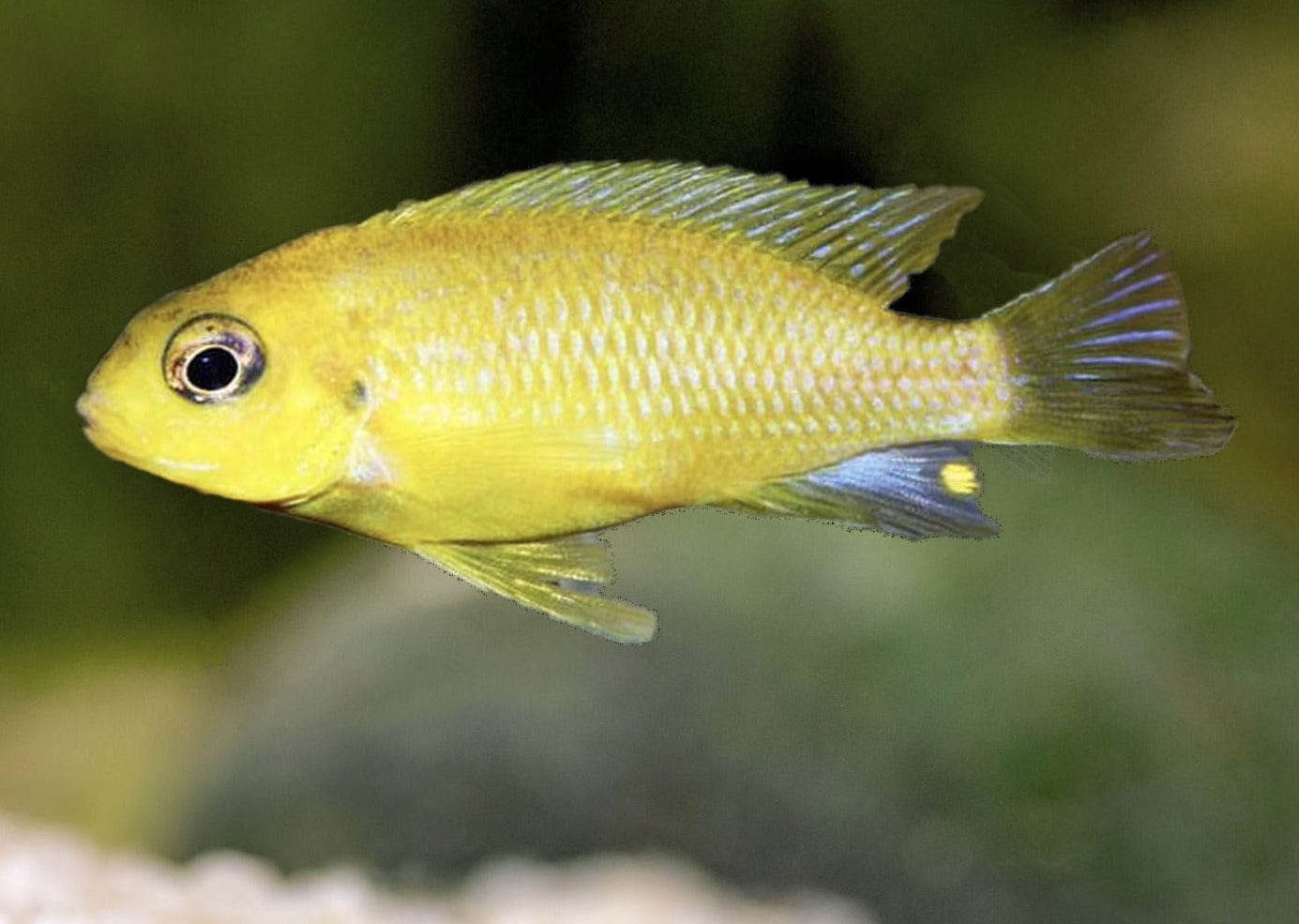 Labidochromis Electric Yellow - Albino