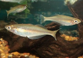 Blehers Rainbow - C. Bleheri