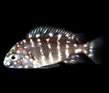 Tropheus Duboisi - Fire fox