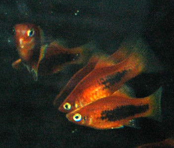 Platy Tuxedo Red