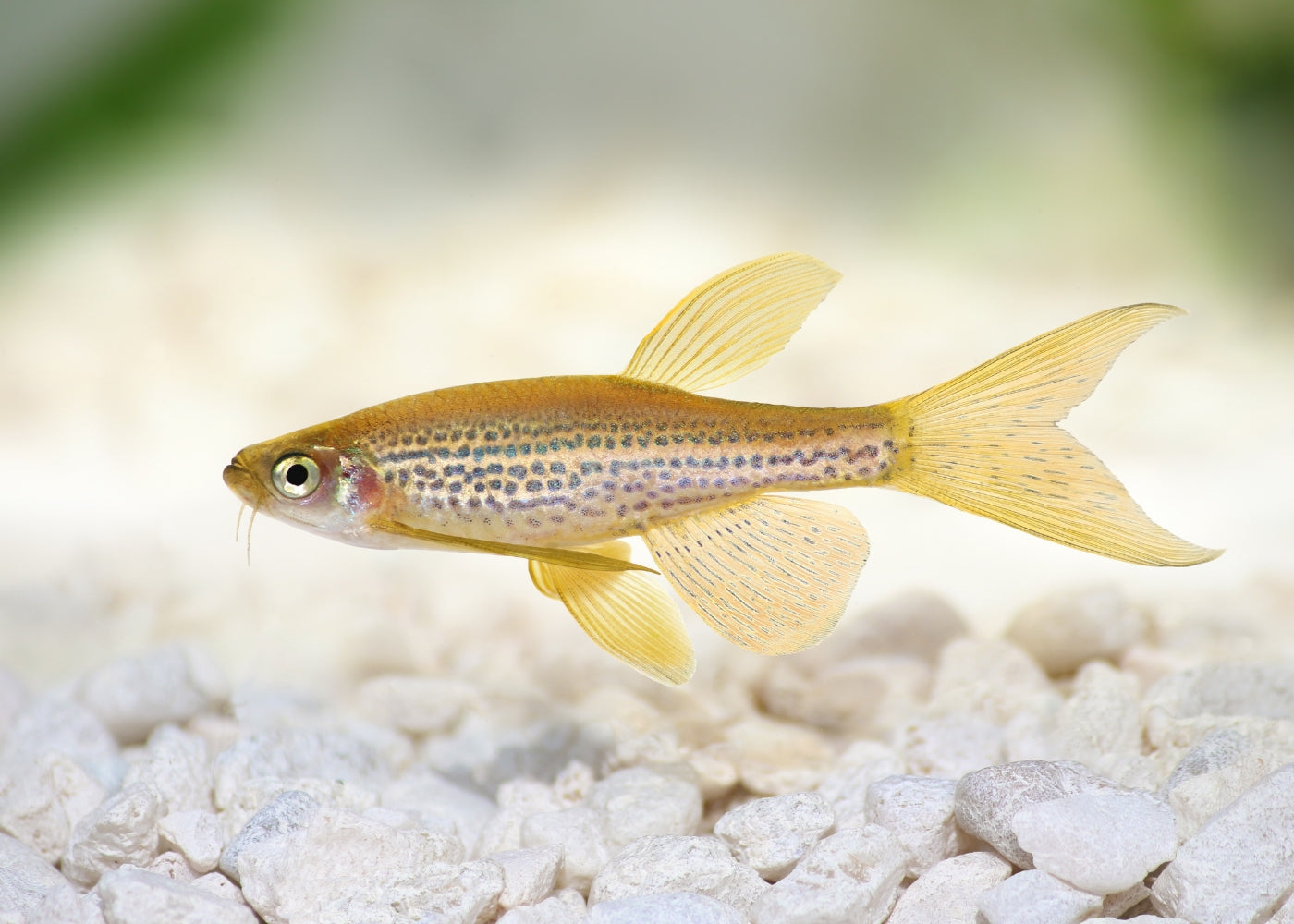 Leopard Danio - Longfin
