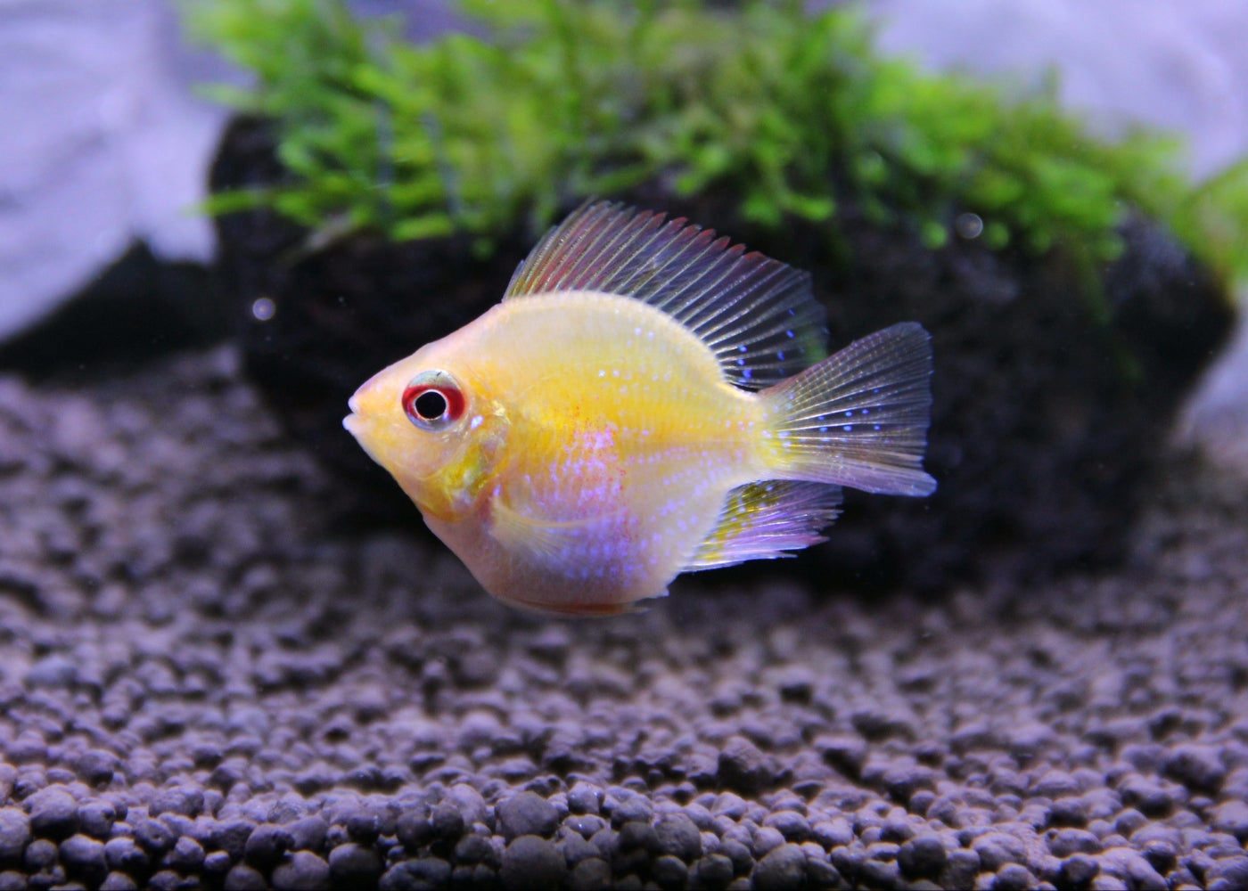 Ramirezi - Gold Ram Balloon XL