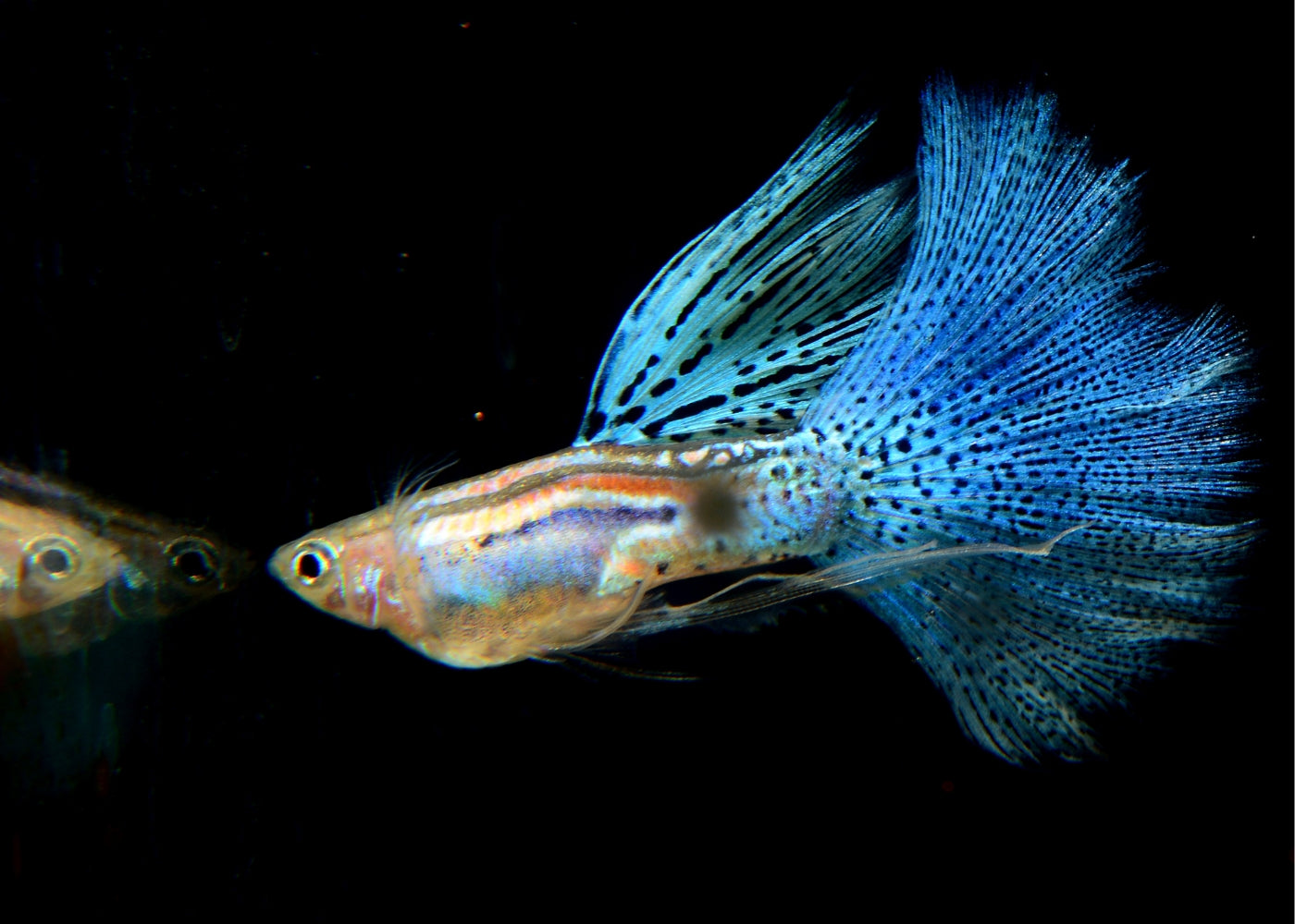 Guppy - Blue Grass - Male