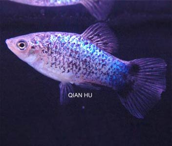Platy Blue Calico
