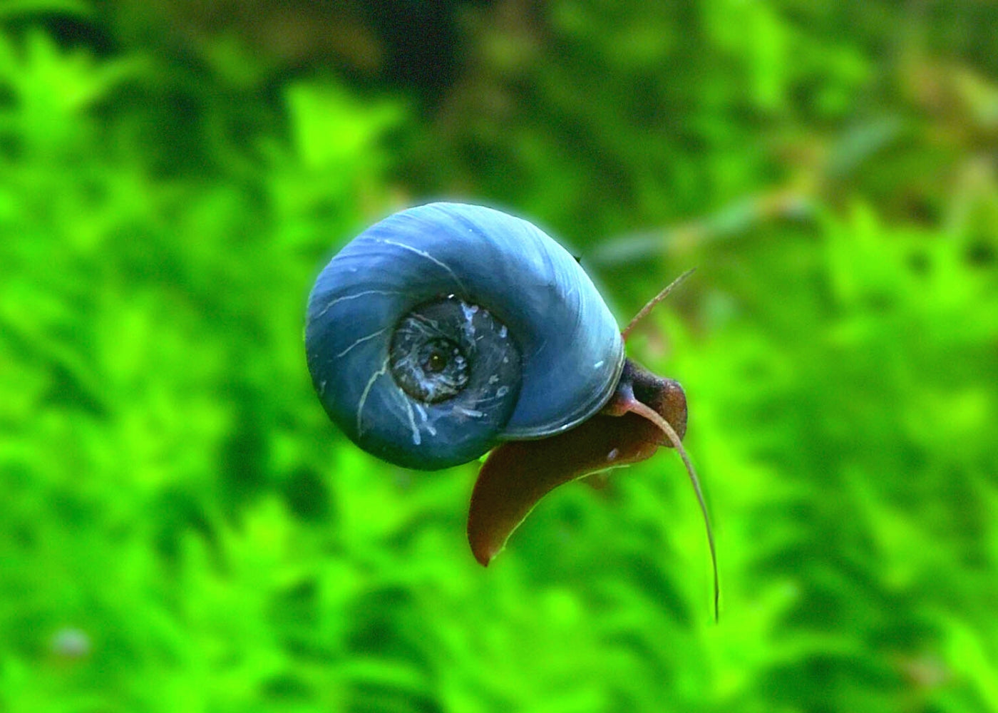 Snail blue ramshorn